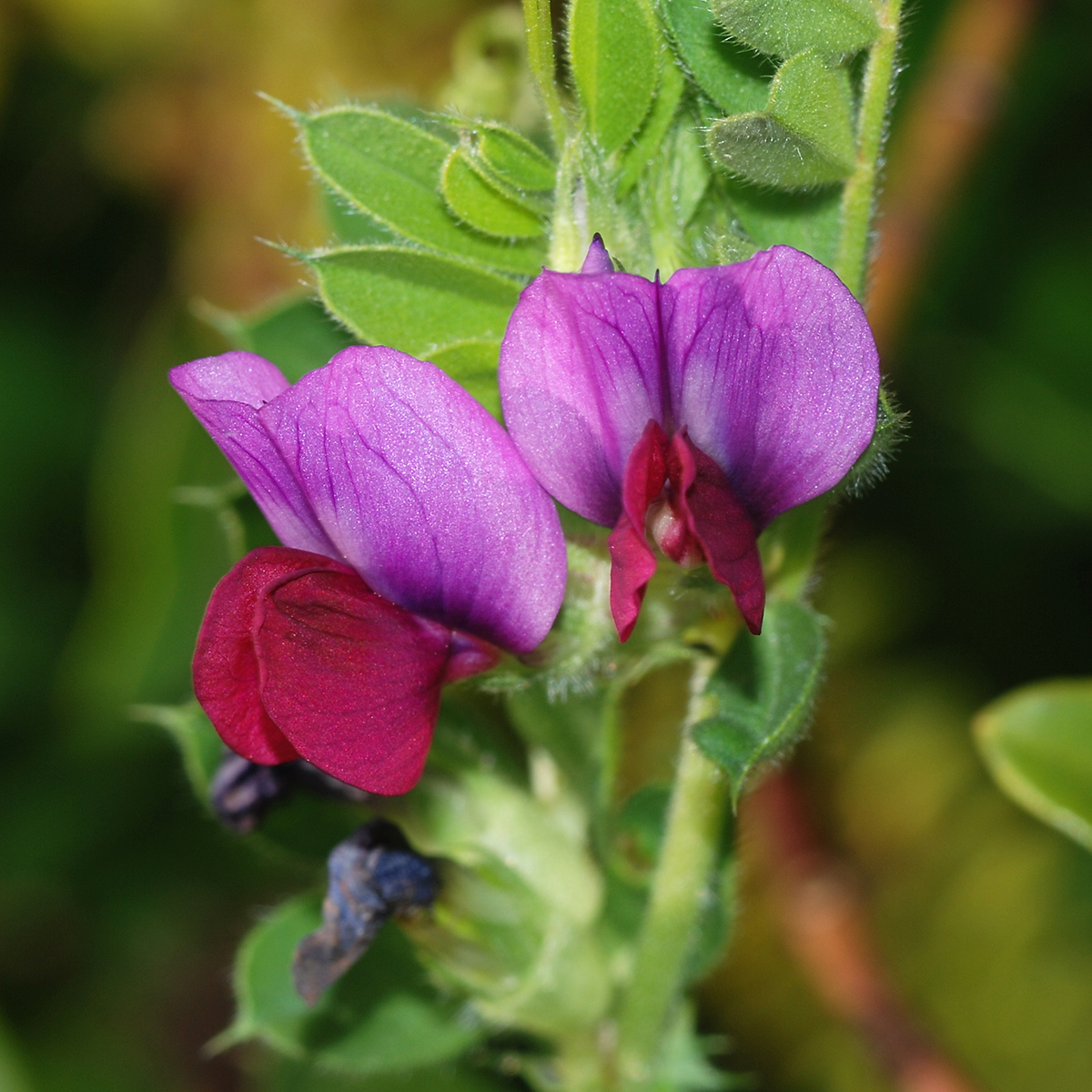 Tavaszi bükköny / takarmánynövényből takarónövény