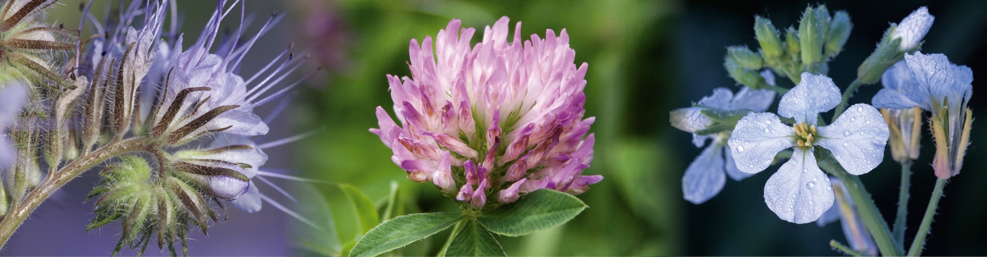 Tavaszi bükköny / takarmánynövényből takarónövény